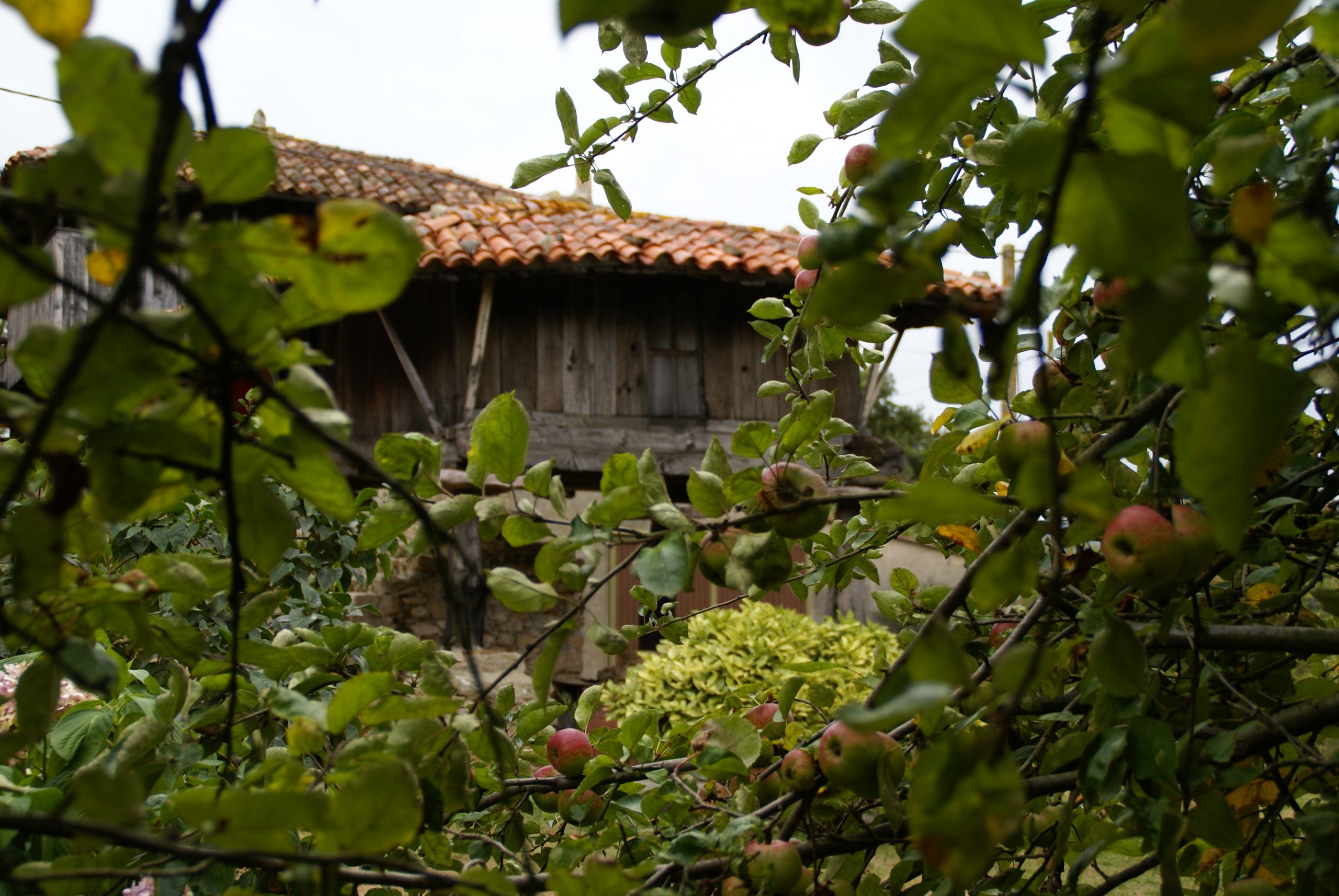Hórreo y Panera de Casa el ferreru de Tuernes